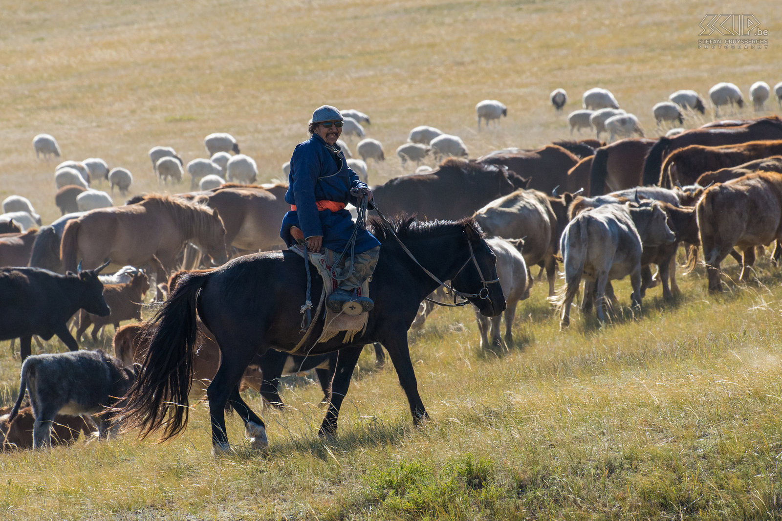 Hustai - Nomaden met kuddes We ontmoetten ook enkele Mongoolse nomaden die hun grote kuddes van paarden, koeien en schapen aan het verplaatsen waren naar het winter kamp. Na de zomer breken ze hun gers (traditionele Mongoolse tenten) op en verhuizen alle dieren naar een andere plaats waar ze de lange koude winter kunnen doorbrengen. Stefan Cruysberghs